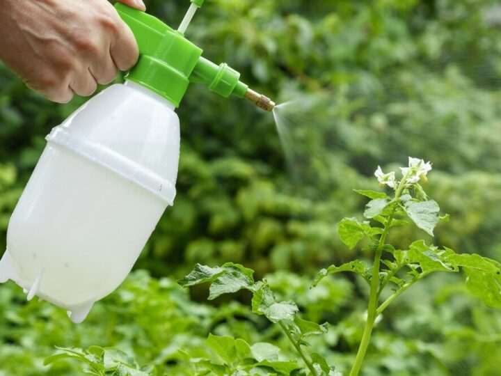 Naturalny środek na chwasty – skuteczne metody bez chemii