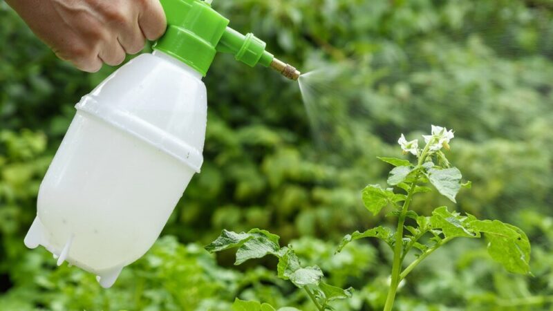 Naturalny środek na chwasty – skuteczne metody bez chemii