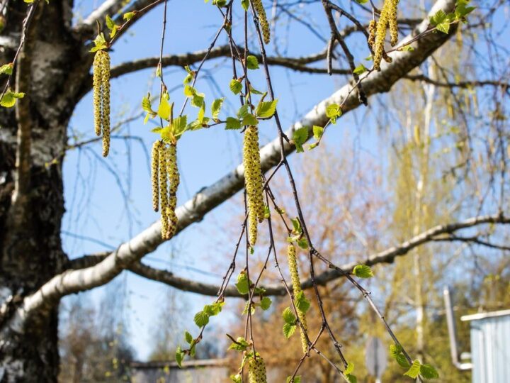 Po ilu latach owocuje leszczyna – kiedy spodziewać się pierwszych orzechów?