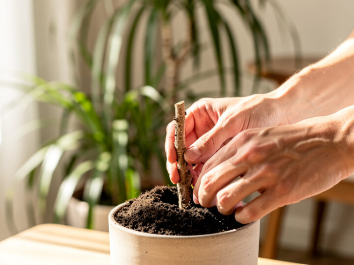 Dracena – rozmnażanie z pnia krok po kroku