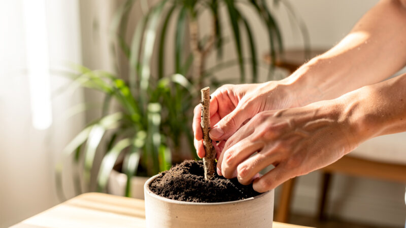Dracena – rozmnażanie z pnia krok po kroku