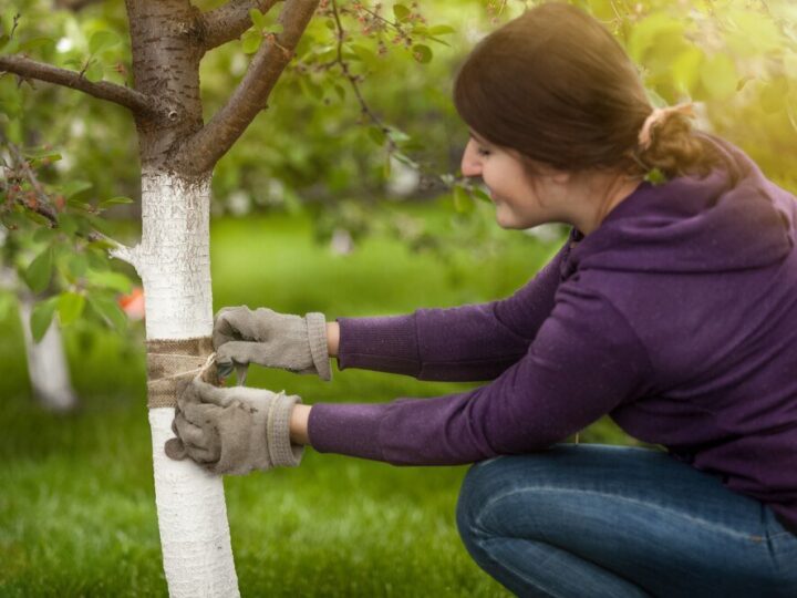 Bielenie drzew owocowych – kiedy i po co?
