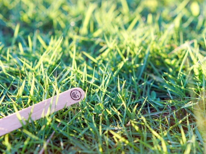 Chwast w trawniku – jak skutecznie się go pozbyć?