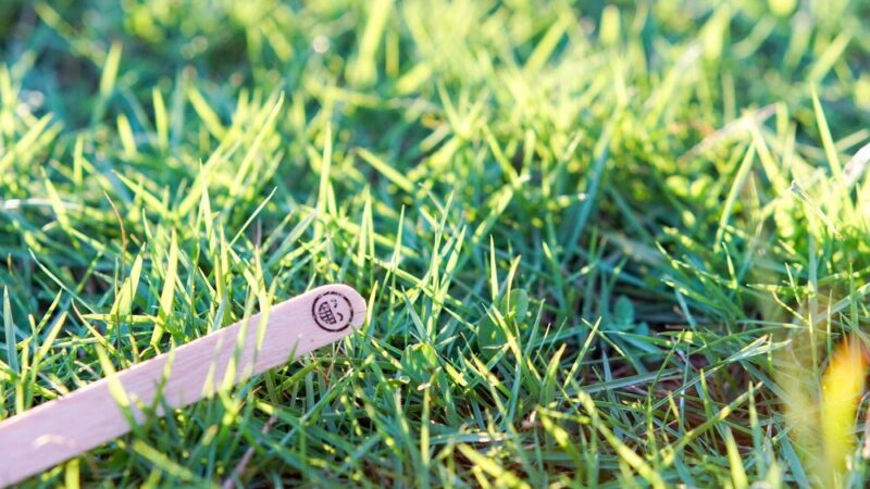 Chwast w trawniku – jak skutecznie się go pozbyć?