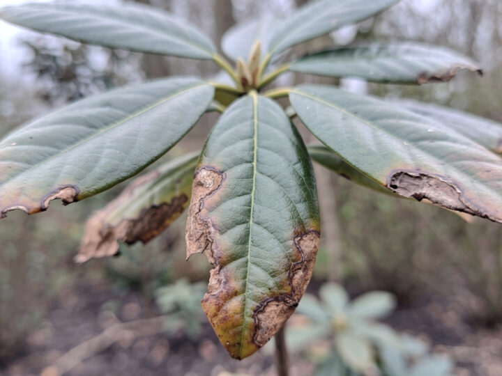 Dlaczego rododendron ma brązowe liście?