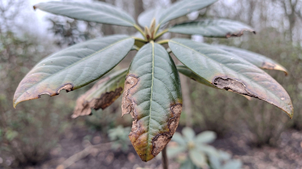 Dlaczego rododendron ma brązowe liście?