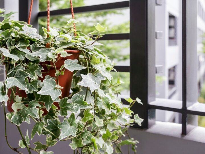 Rośliny zwisające na balkon – najpiękniejsze gatunki