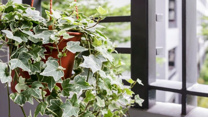 Rośliny zwisające na balkon – najpiękniejsze gatunki