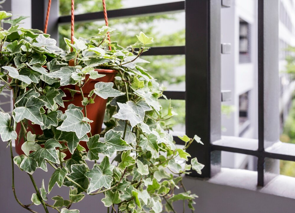 Rośliny zwisające na balkon – najpiękniejsze gatunki